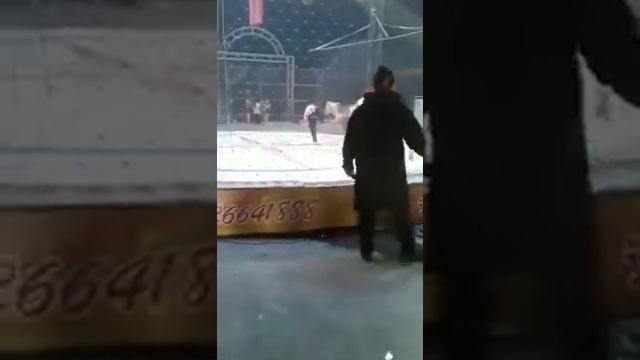 Вообще жесть. Тигр и пума напали на лошадь во время представления! смотреть онлайн