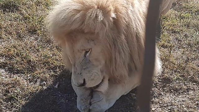 Красавец Ричард. смотреть онлайн