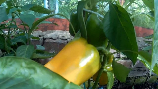 ПЕРЦЫ СЛАДКИЕ НА 25 ИЮЛЯ 2020 . Летнее видео . смотреть онлайн