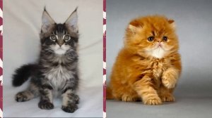 Выбирашки #20 Выбери питомца