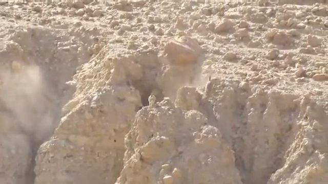 Аравийский волк охотится на горного козла. смотреть онлайн