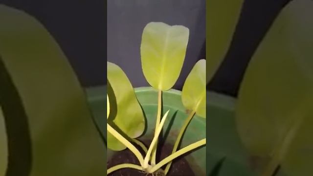 16...How to repot & care lime lemon philodendron, propagation of philodendron through stem cutting смотреть онлайн