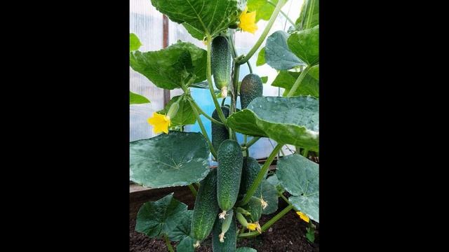 Лучшие Огурцы для 2022 года, устойчивые к заболеваниям. Обзор сортов и гибридов. смотреть онлайн