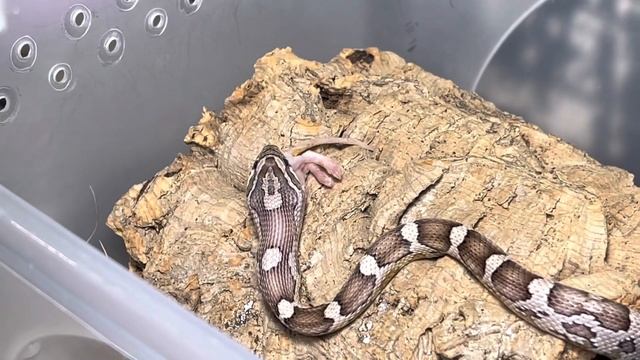 #маисовый полоз#кормление смотреть онлайн