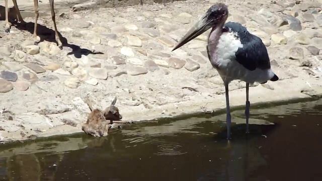maribu kills springbok at madrid zoo смотреть онлайн