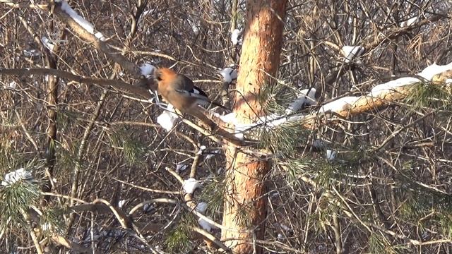 Вот такие птицы прилетают к нам во двор смотреть онлайн