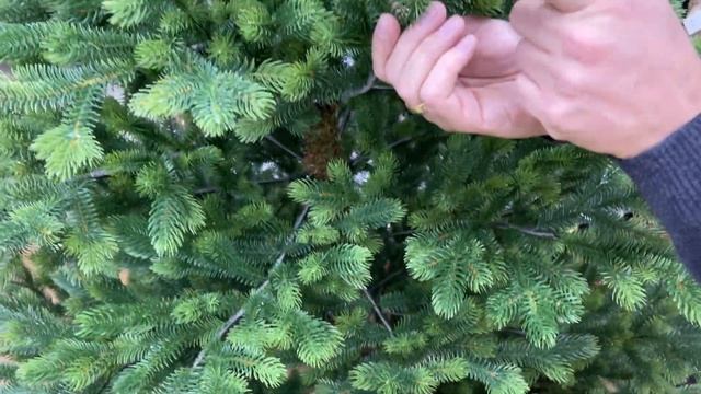 Black Box - Обзор искусственной ели Крымская смотреть онлайн