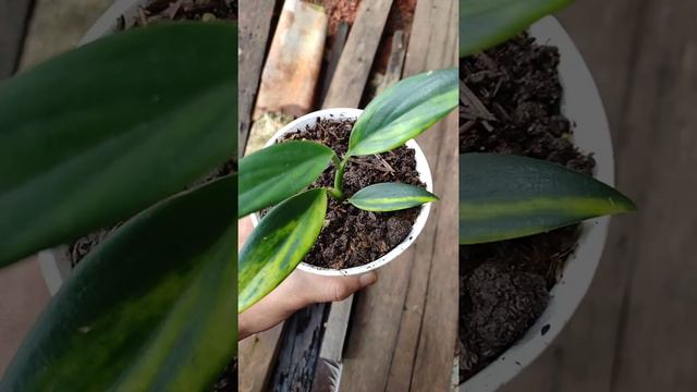 Scindapsus Coriaceus Varigata Cloud