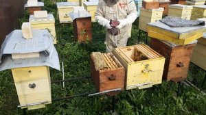 Как расширить пчелиную семью. Пасека Фрей.