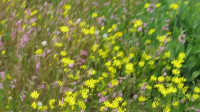 Дикие цветочки-Крестовник и Смолёвка египетская в январе!!!Kiriyat-yam.Israel. смотреть онлайн