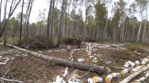 Дрова в лесу. заготовка дров в 2022.