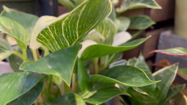 GROCERY STORE PLANT SHOPPING | Plant Haul 2023 + Rare Plant, Confetti Syngonium