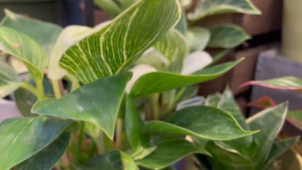 GROCERY STORE PLANT SHOPPING | plant haul 2023 + rare plant, confetti syngonium