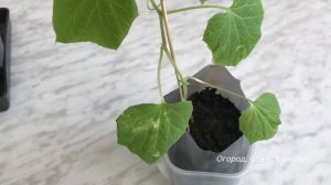 387. Как я избавилась от  белокрылки и мошек на рассаде