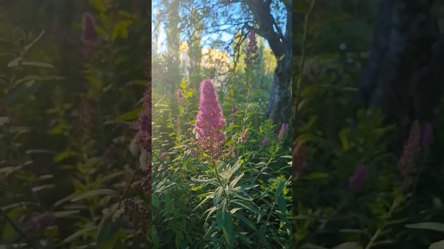 Dramatic Rose Spirea || Evening Sun Lights On A Finnish Summer #luonto #nature #finland смотреть онлайн
