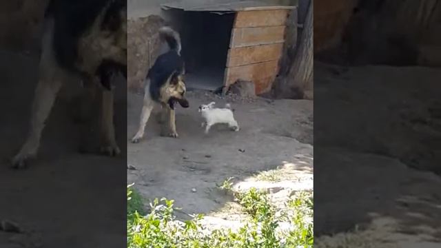 Кролик и собака смотреть онлайн