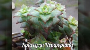 Крассула.Фото с названиями видов.Моя коллекция.Часть 3.