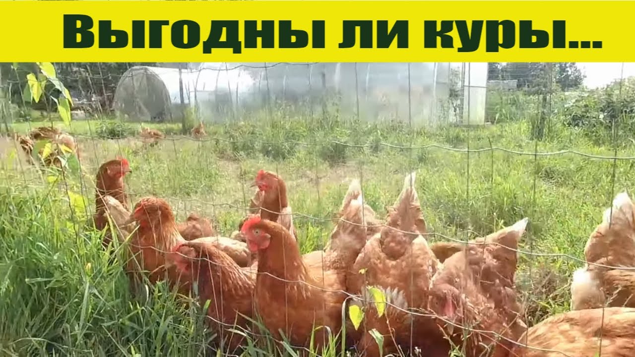 КУРЫ НЕСУШКИ в хозяйстве - выгоды немного, но всегда востребовано, просто и вкусно! смотреть онлайн