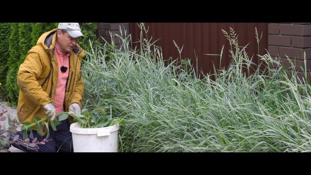 агрессивная трава проиграла нашей крапиве, декоративные злаки смотреть онлайн