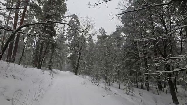 Бузулукский бор, декабрь 2023 смотреть онлайн