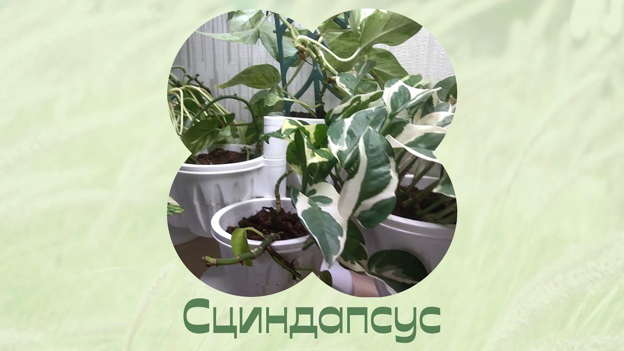 Комнатные растения. Сциндапсус. Привожу цветы в порядок. смотреть онлайн