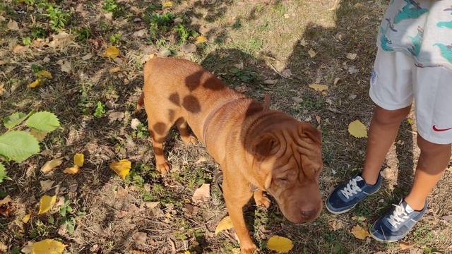 Собаководство и кинология. Воспитание и кормление собак от 1 года до 2 лет. Шар-Пей 2020 Shar Pei смотреть онлайн