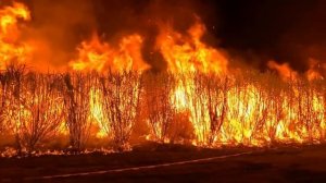 Сахарный тростник.  Как его выращивают и получают сахар