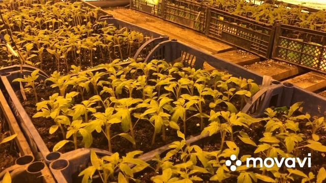 Не допустите эту ошибку при выращивании рассады смотреть онлайн