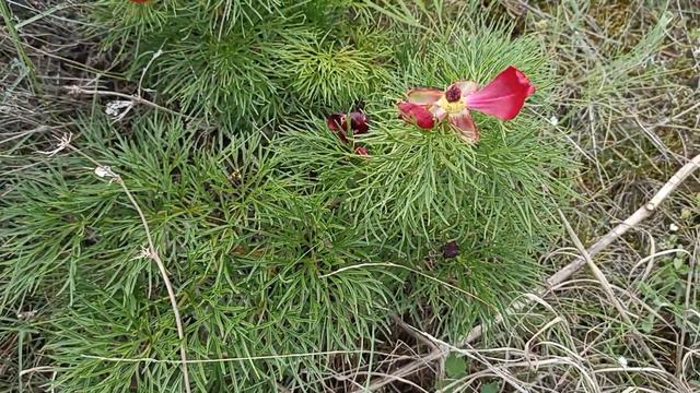24.04.2023 . Пион отцвёл . Дорога на Тихую бухту (Коктебель) смотреть онлайн