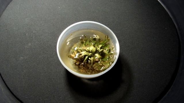 Иерихонская роза распускается за пару дней // Anastatica littoralis blooms in a couple of days смотреть онлайн