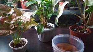 После ЭТОГО сингониумы быстро РАСТУТ. ОБЗОР сингониумов/комнатные растения