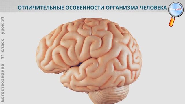 Естествознание 11 класс (Урок№31 - Человек как уникальная живая система.) смотреть онлайн