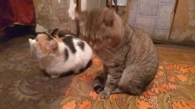 Кошаки со спутника, о чём они думают (24.02.2018) смотреть онлайн