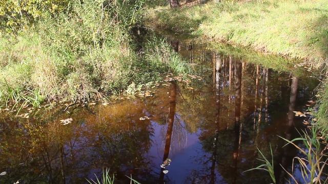 Лесная речка осень раб материал смотреть онлайн