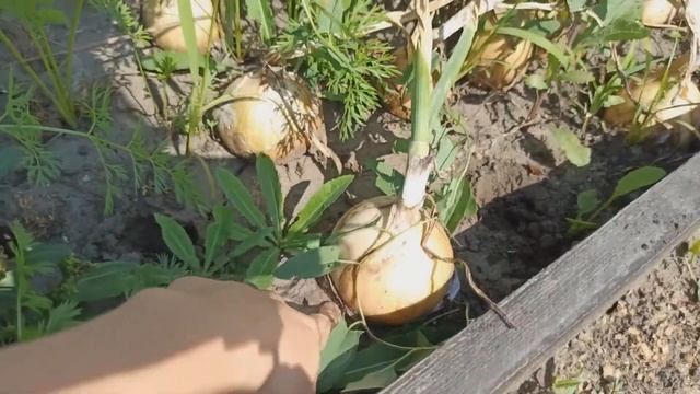 Результаты лука из семян за один сезон! Урожай лука эксибишен и одинцовец удался! смотреть онлайн