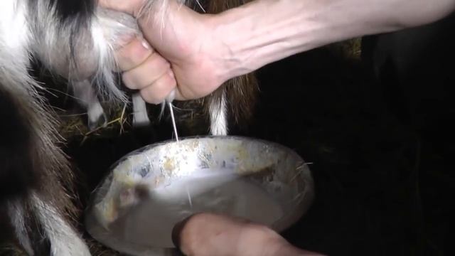 Как доить козу руками? Советы из хозяйства "Березино" смотреть онлайн