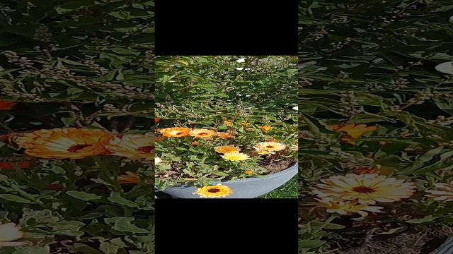 как цветёт весна