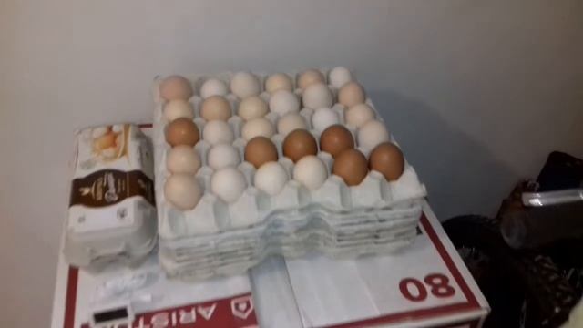 Зберігання інкубаційних яєць смотреть онлайн