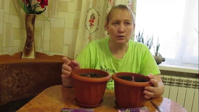 Мои глоксинии проснулись. My Gloxinia Awake.