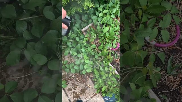 Part 2 | How To Get Ride Of Poison Ivy Without Pesticides смотреть онлайн