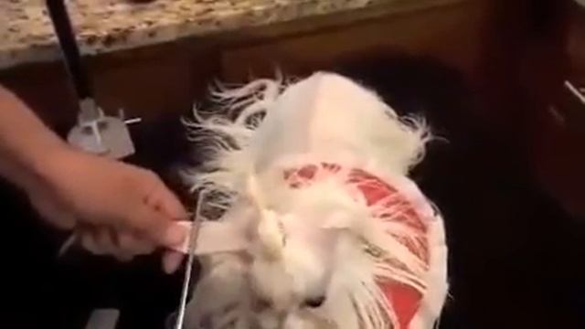 Домашний ГРУМИНГ, накручивание Папильоток смотреть онлайн