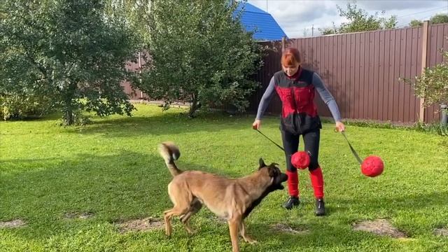 "Как приручить Дракона"-дрессировка рабочей и спортивной собаки смотреть онлайн