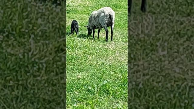 Ярка пасётся со своим новорождённым ягнёнком. смотреть онлайн