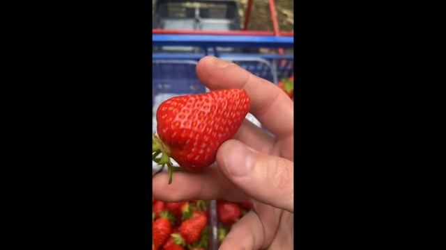 Выкидываем всю клубнику!!! Работа в Англии. смотреть онлайн