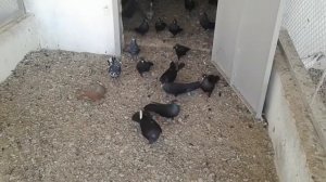 Бакинцы широкохвостые голуби!