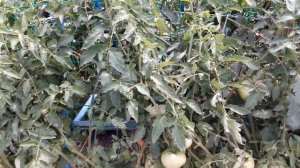 Опора для высокорослых помидор своими руками (шпалера для томатов...