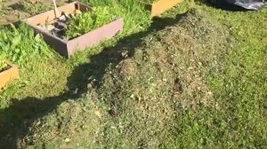 КАРТОФЕЛЬ. ВЕЕРНОЕ ОКУЧИВАНИЕ ПО МЕТОДУ И.П. ЗАМЯТКИНА