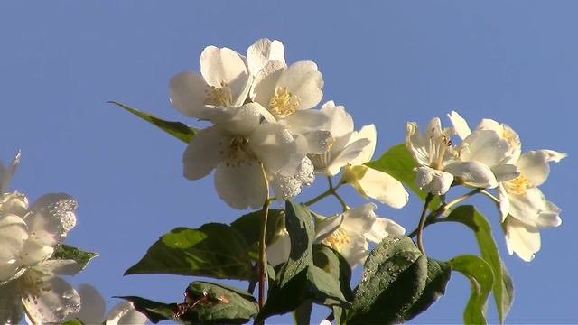 Цветок любви. Flower Of Love.