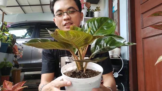 AGLONEMA BLACK MOON LIGHT INDUK JUMBO ROSET смотреть онлайн