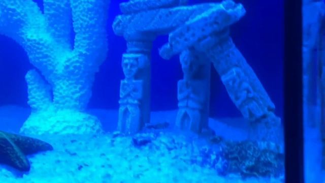 Моя страшная тайна/Рыбы/Знакомлю вас с питомцами смотреть онлайн